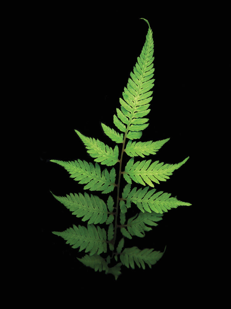 Fern #3