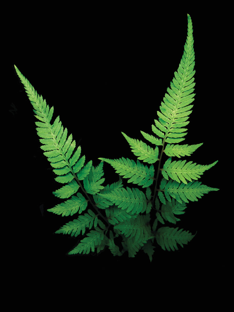 Fern #2