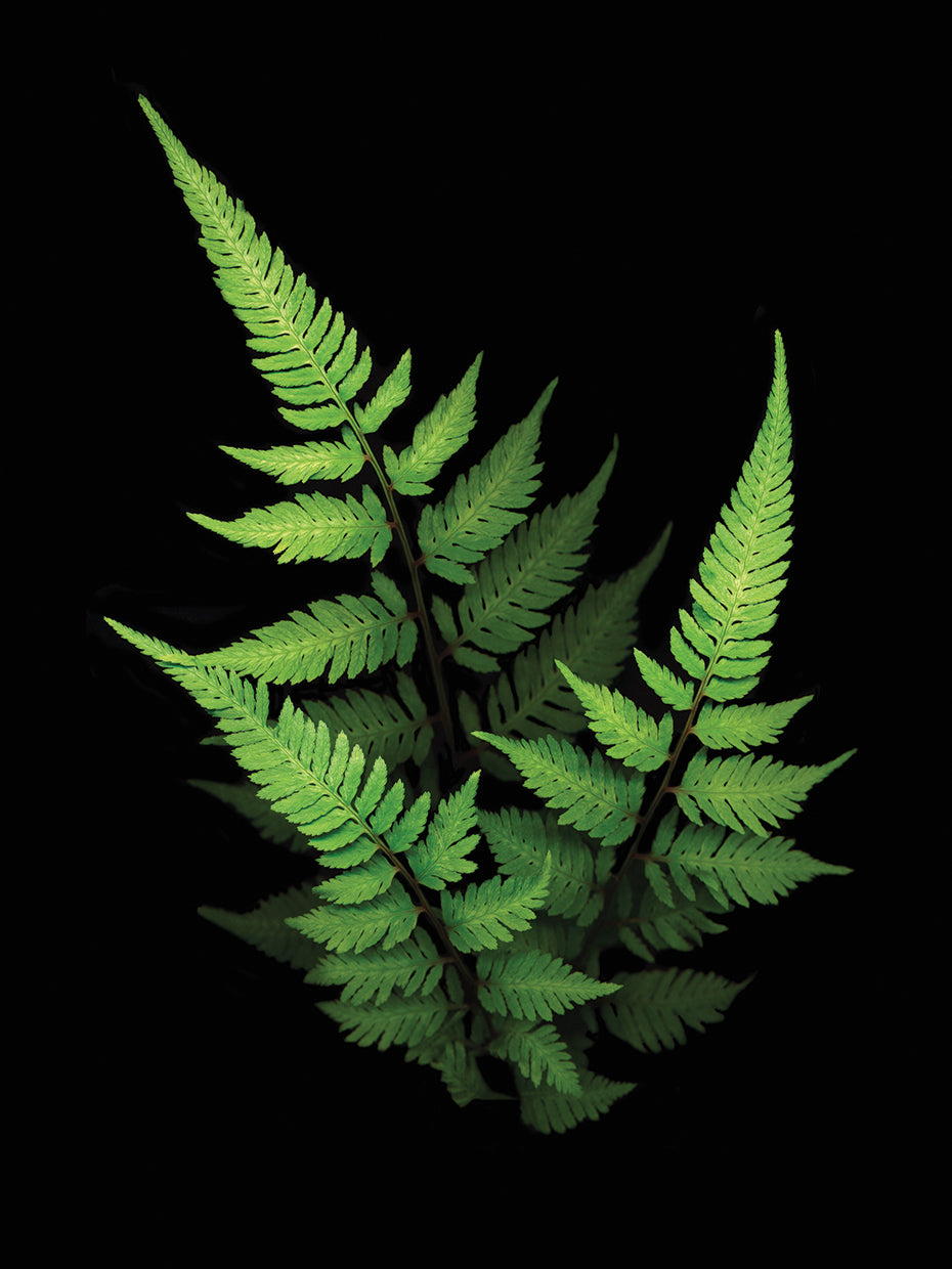 3 Ferns
