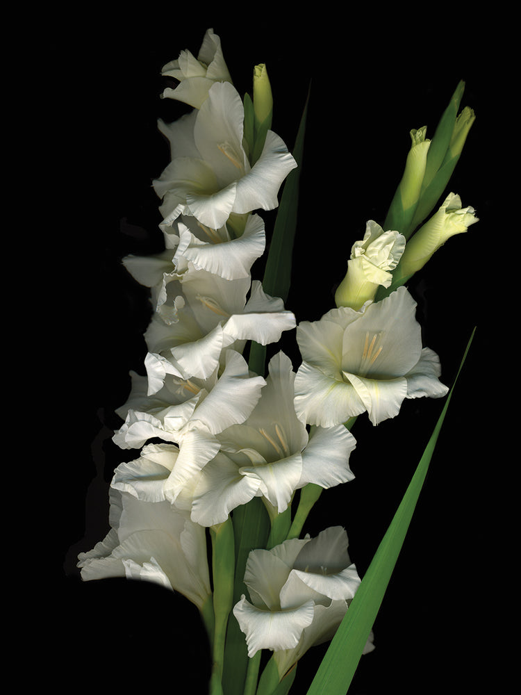 Gladiola #1