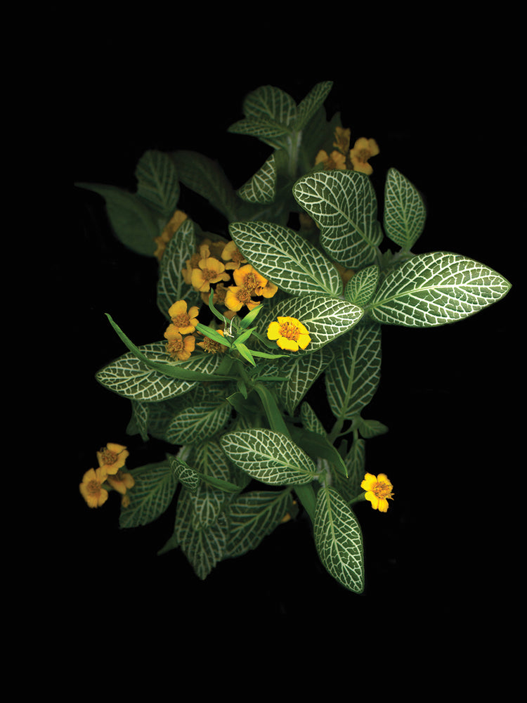 French Tarragon & Fittonia