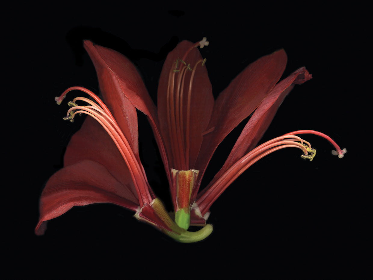 Amaryllis Deconstructed