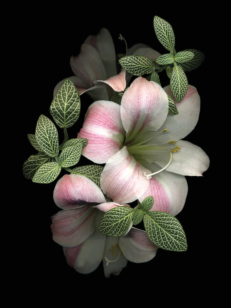 Apple Blossom Amaryllis & Fittonia Leaves