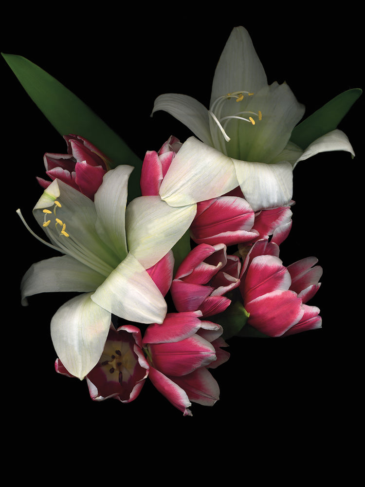 White Amaryllis & Tulips