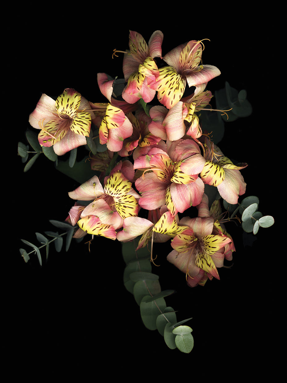 Eucalyptus & Alstromeria