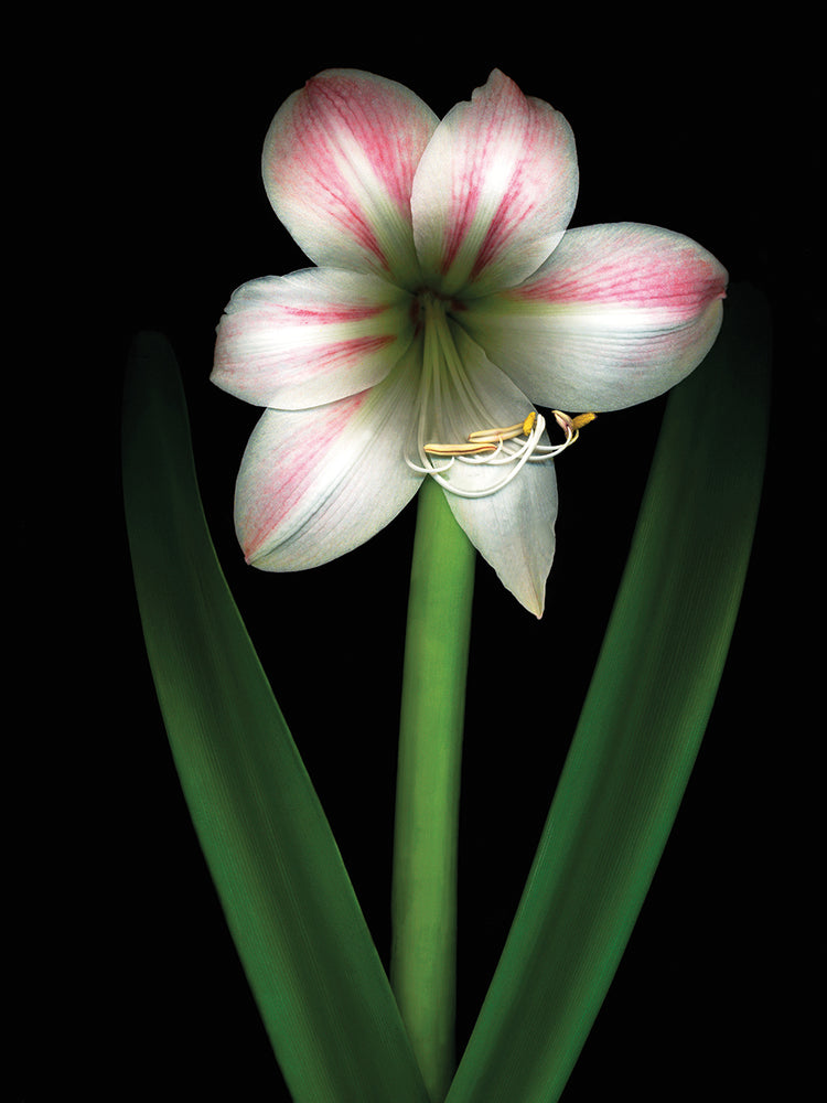 Apple Blossom Amaryllis 1