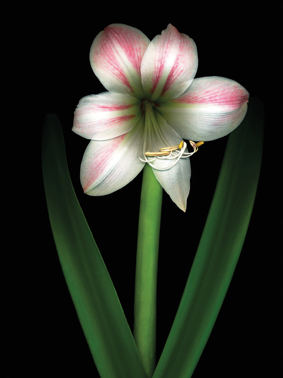 Apple Blossom Amaryllis 1