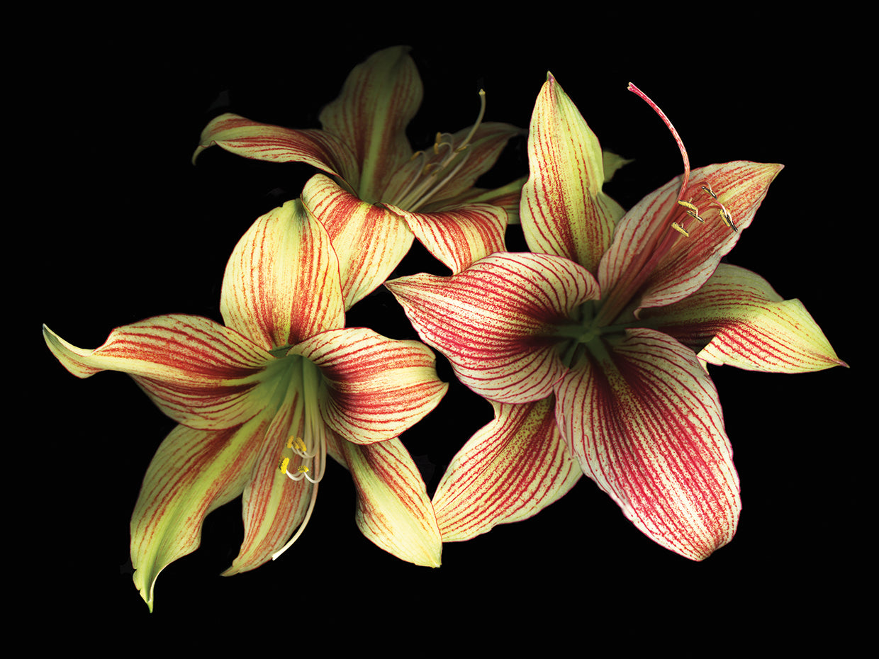 Red And White Amaryllis Trio