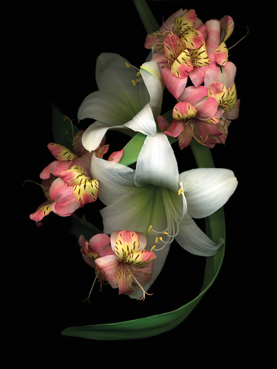 White Amaryllis & Alstromeria