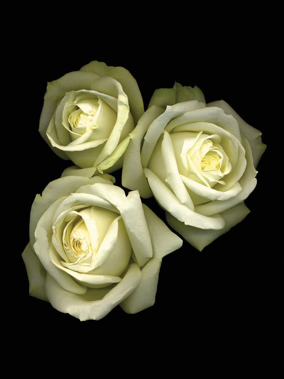 3 White Roses