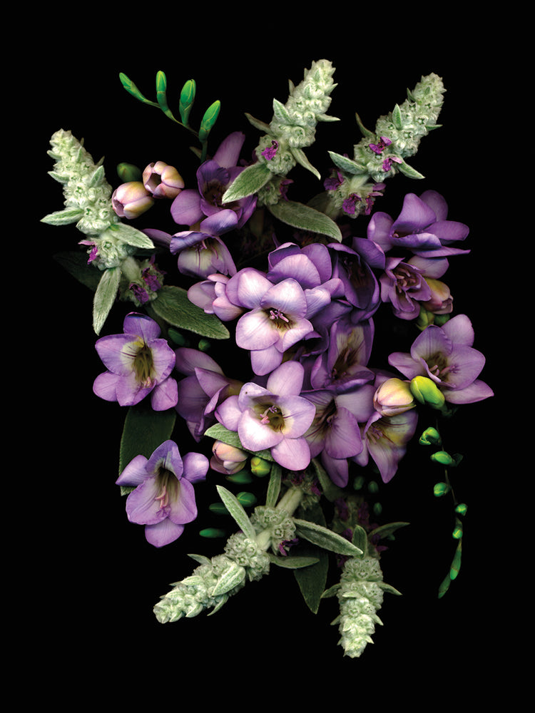 LambS Ear & Freesia