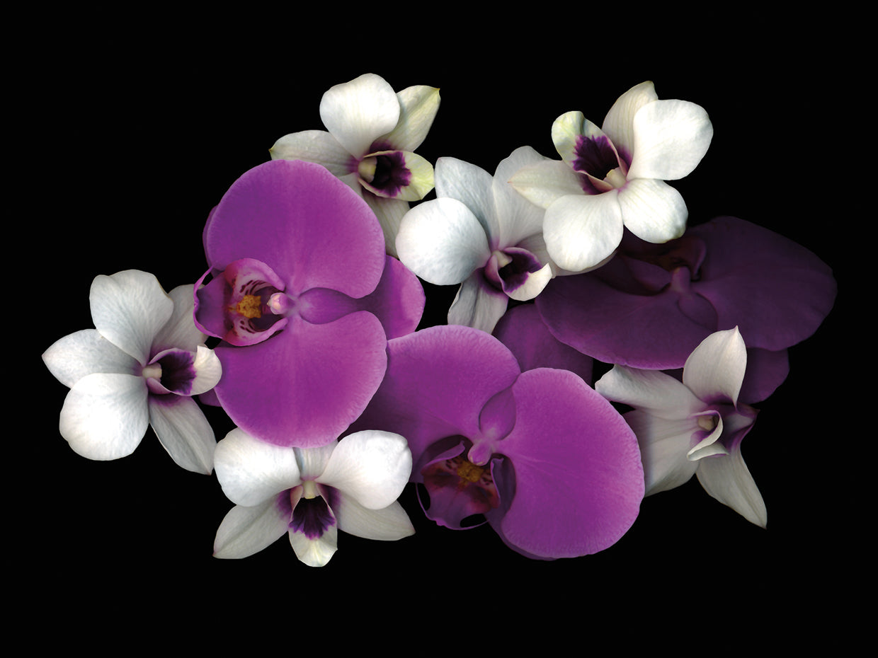 Pink And White Orchids