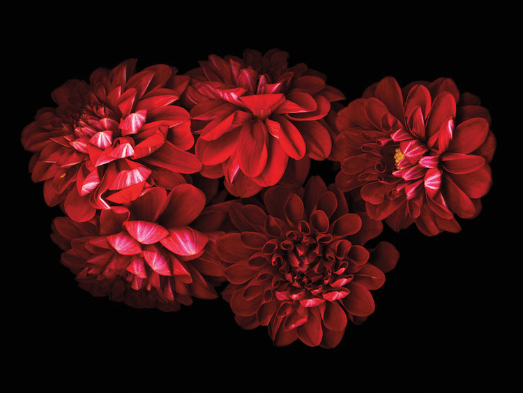 Red Dahlias 5