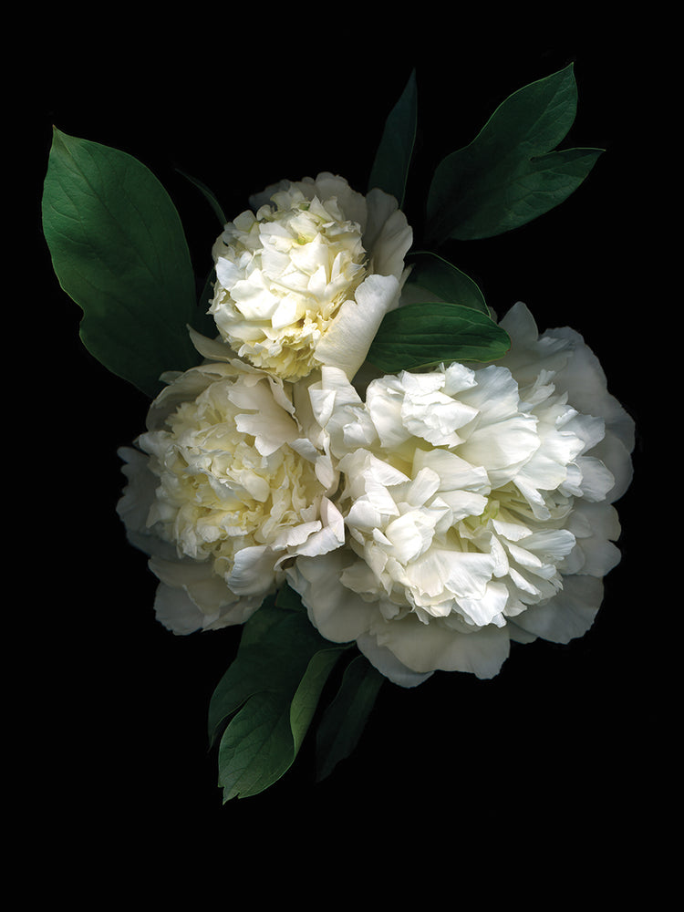 Peony '08 #3