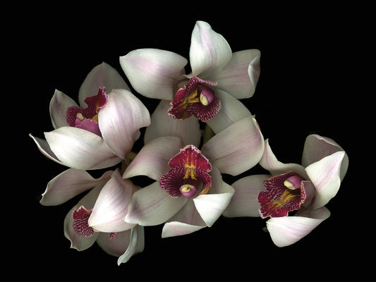 Pale Pink& Fushia Orchid #2 Canvas Print
