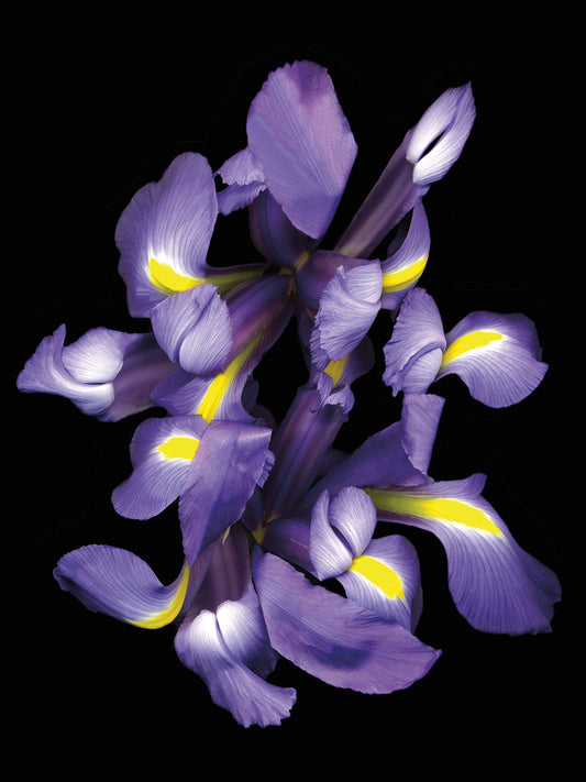 Blue Iris ‘09 Canvas Print