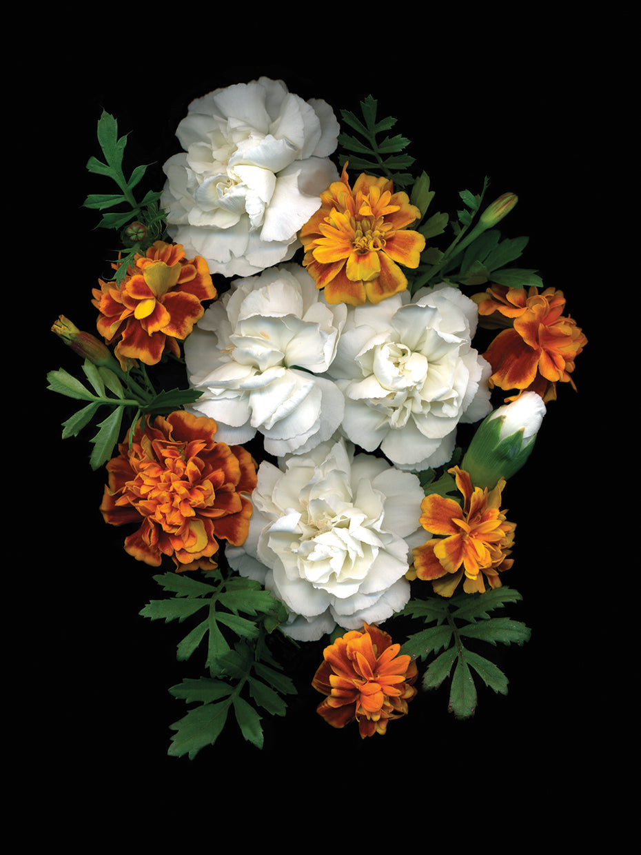 Marigolds And Carnations