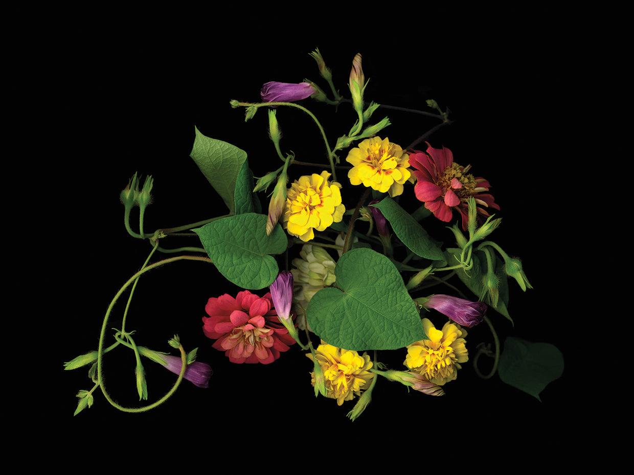 Morning Glory, Zinnias, And Marigolds