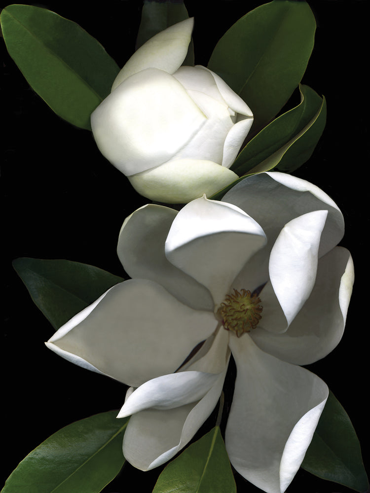 White Magnolia