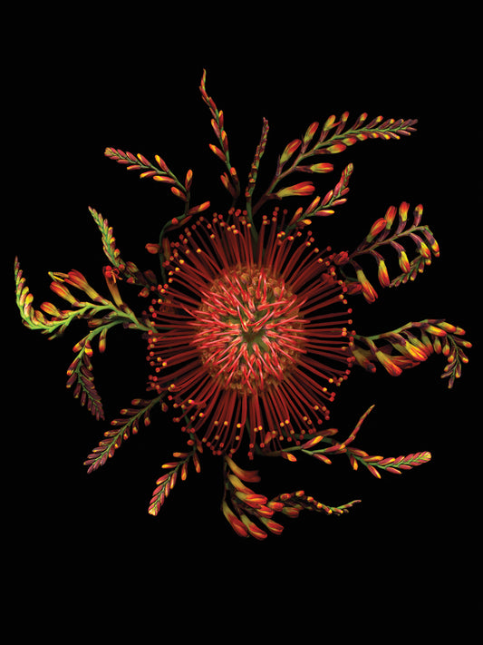 Protea Pincushion Canvas Print