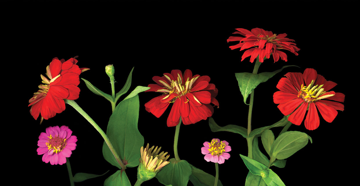 Mixed Zinnias