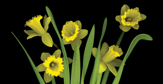 Daffodils #4 Canvas Print