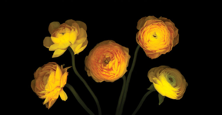 Yellow Ranunculus #3