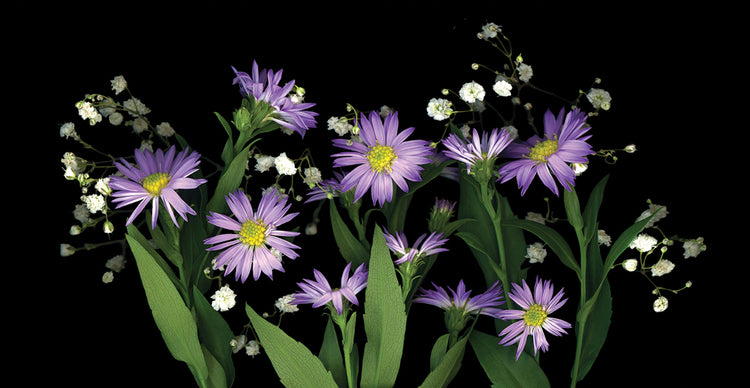 Asters & Baby's Breath #2