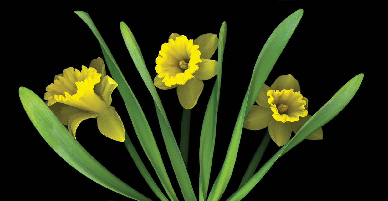 Daffodils #5