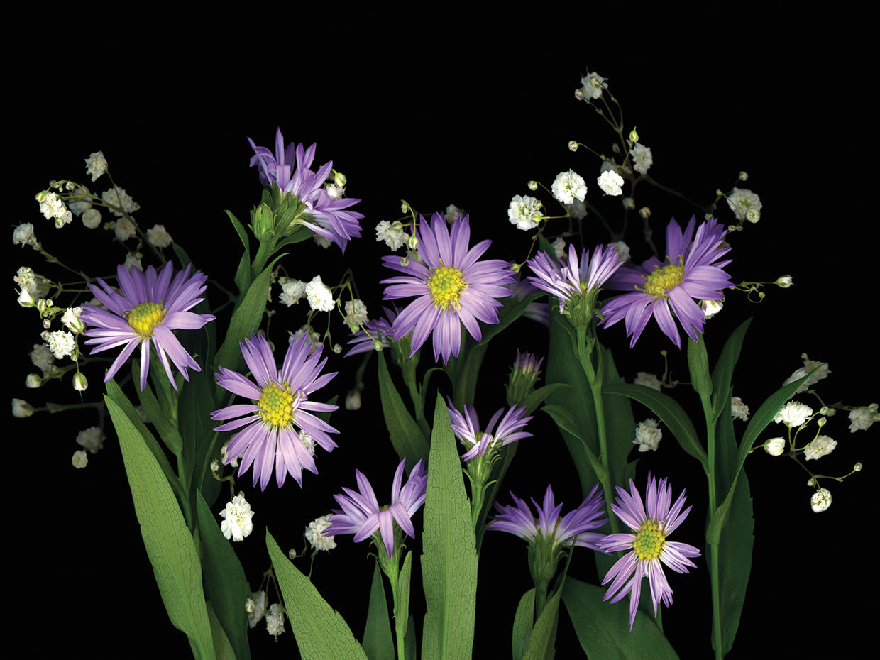 Asters & Babys Breath #2A