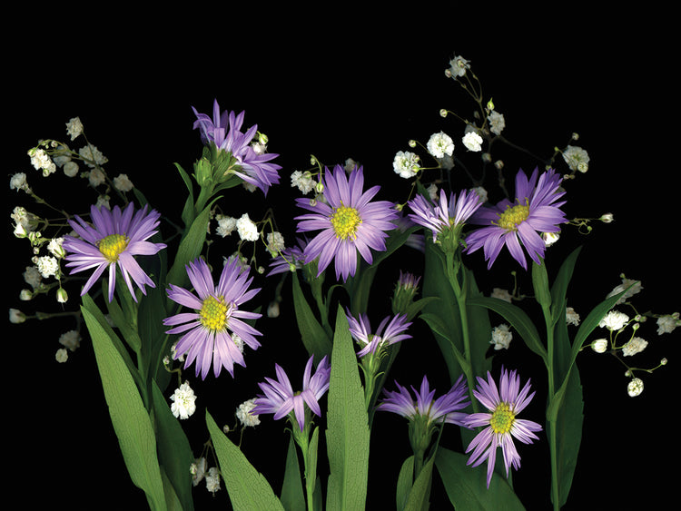 Asters & Babys Breath #2A