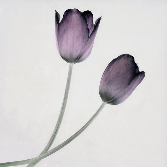 Tulip IV Canvas Art