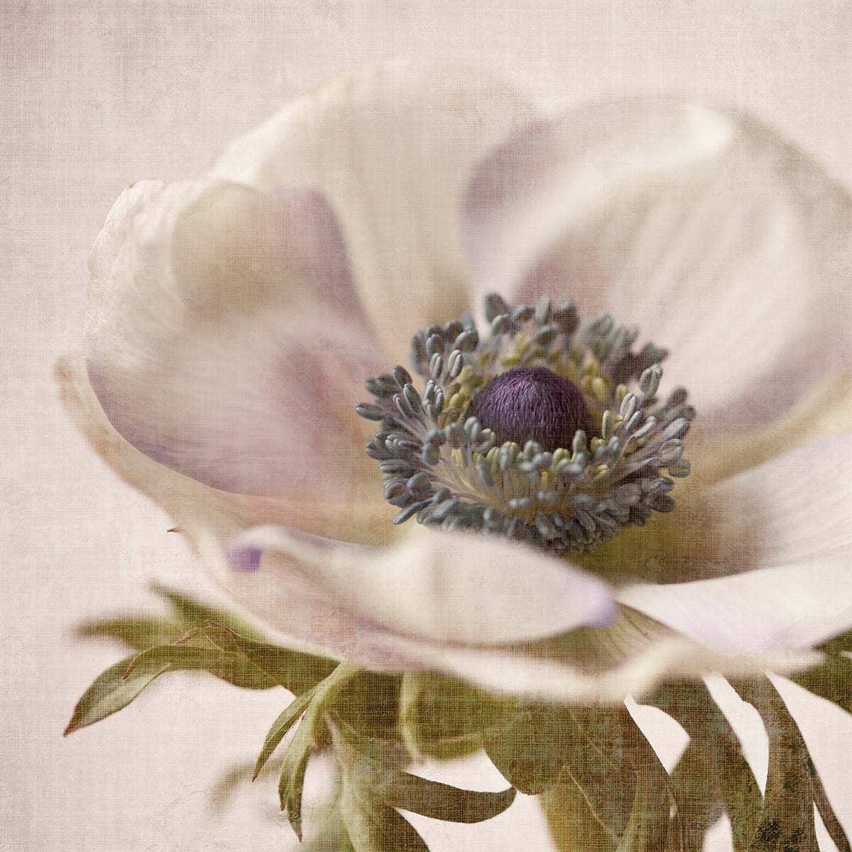 Linen Flower I