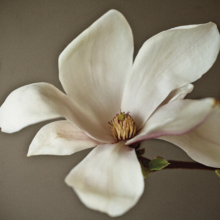 Magnolia