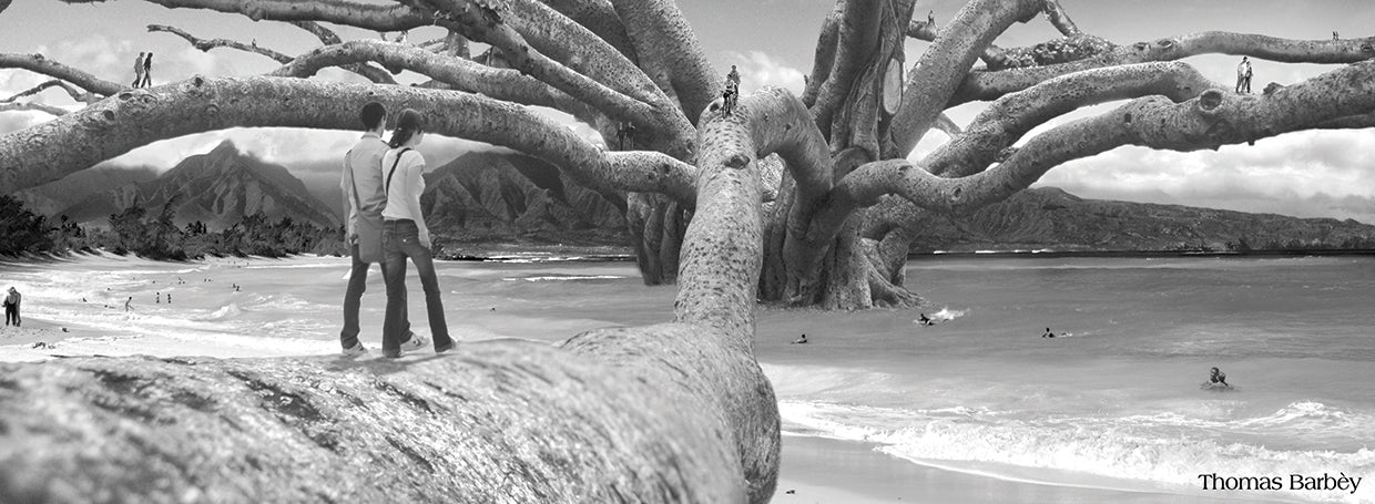 Nut Tree