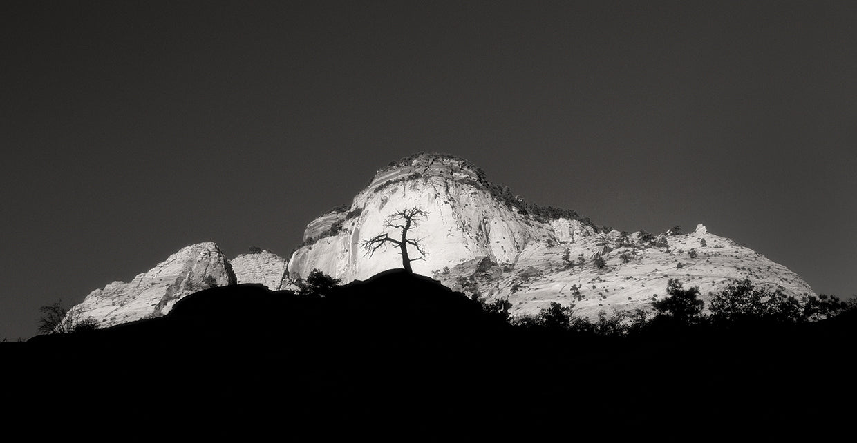 Zion Tree Silhouette