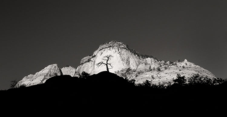 Zion Tree Silhouette