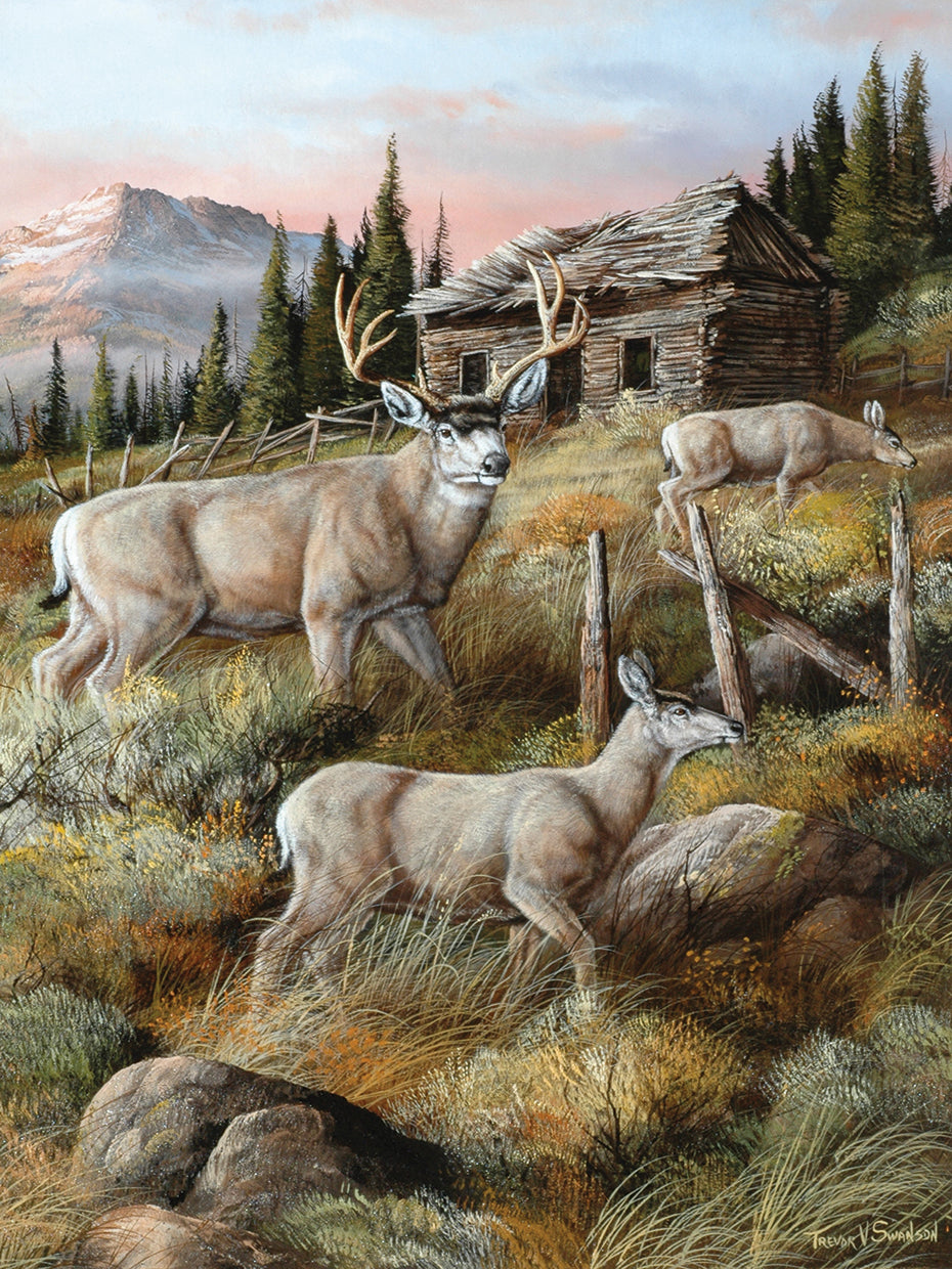 Remnants Of The Old Field