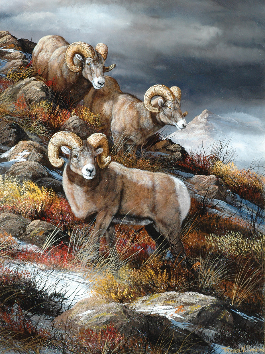 Rocky Mountain Kings