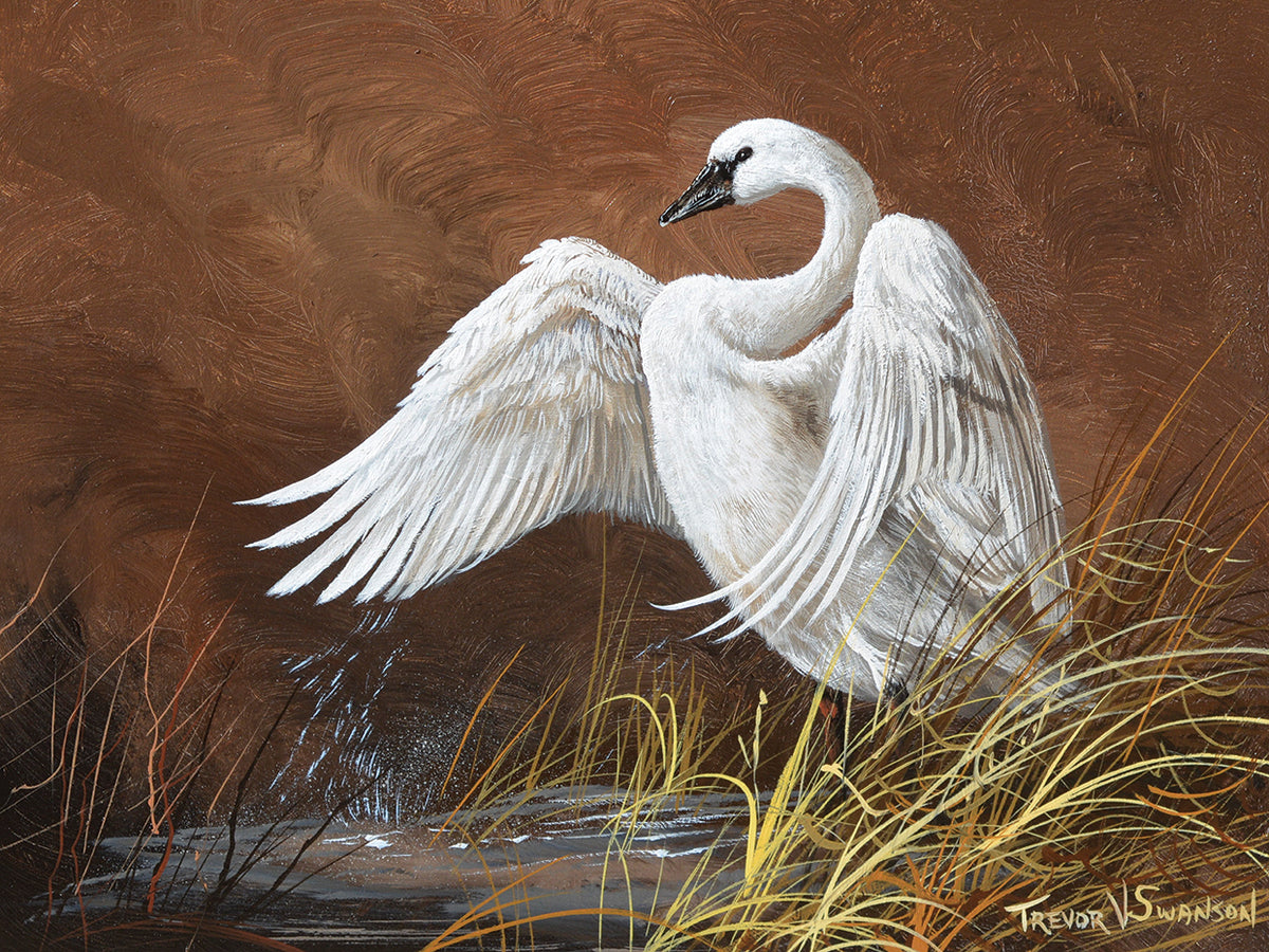 Swan