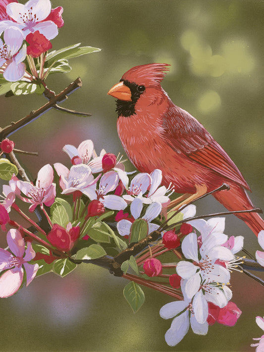 Cardinal with Apple Blossoms