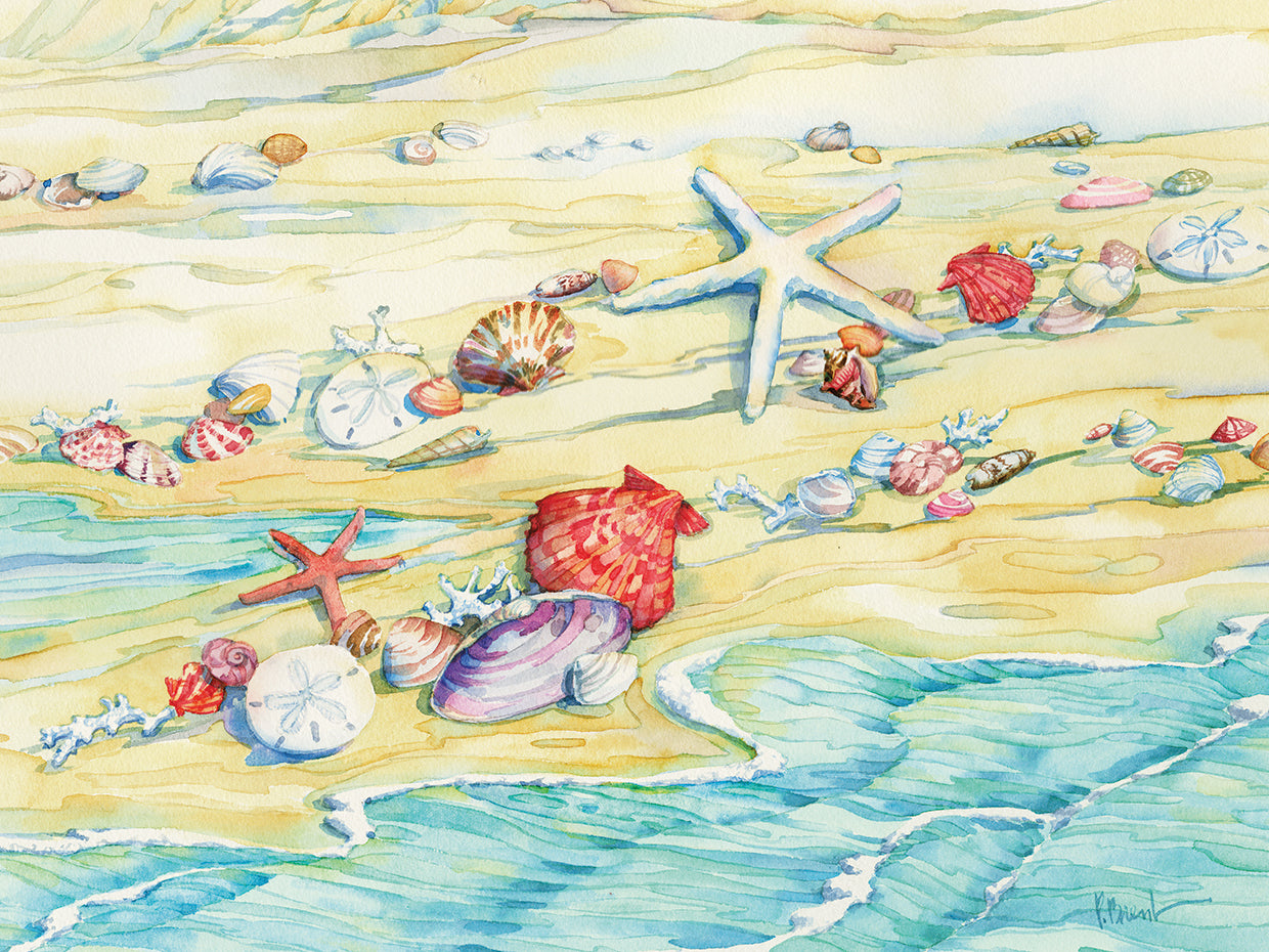 Shells Along the Cape by Paul Brent - top quality wall art work on large canvas & framed canvas prints