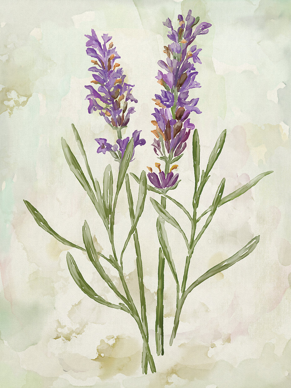 Watercolor Botnay