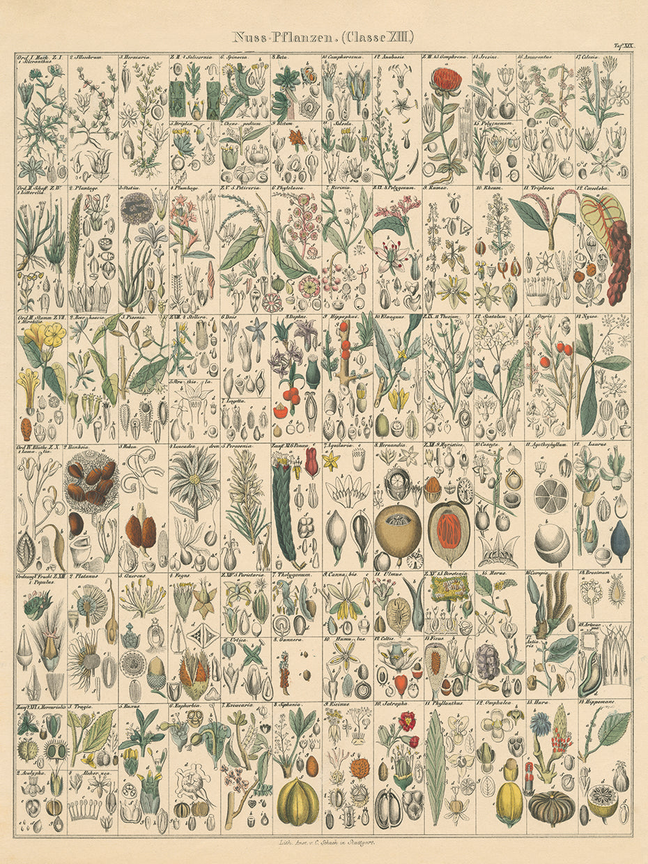 Flora Chart II