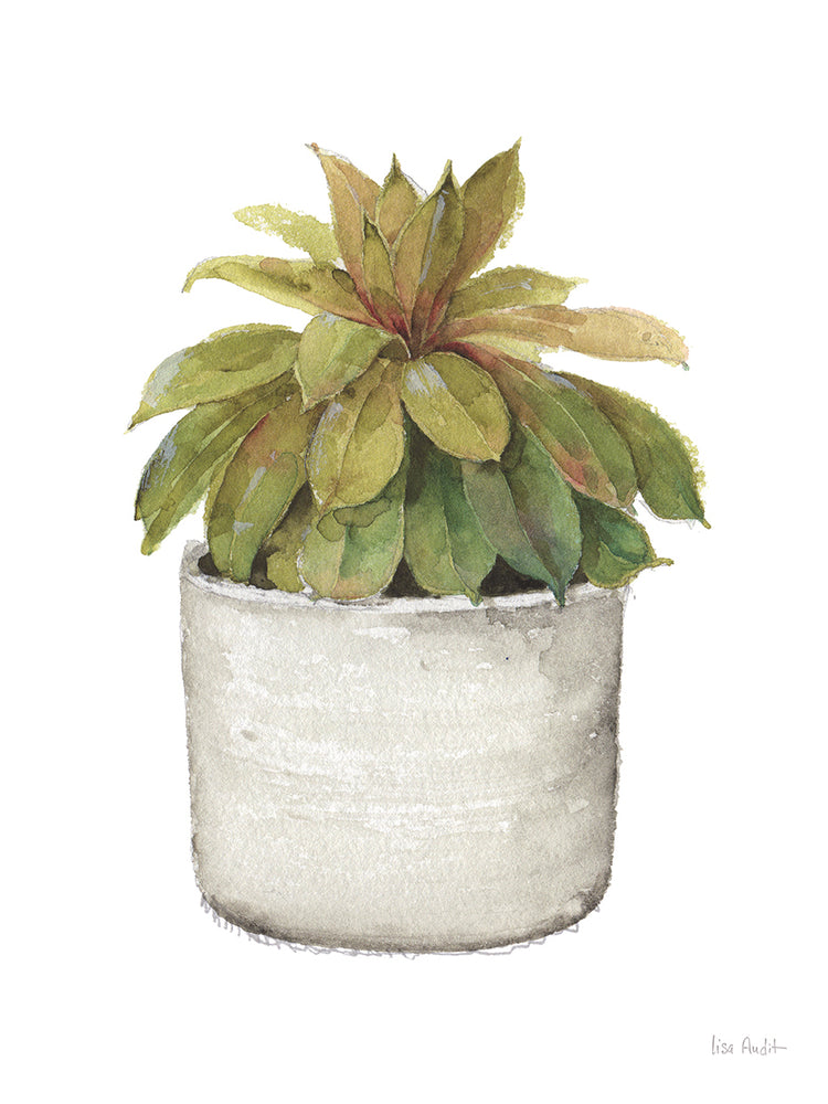 Mixed Greens Succulent III