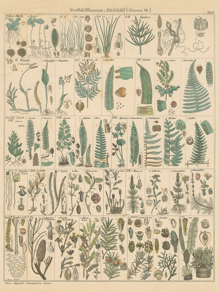 Fern Chart