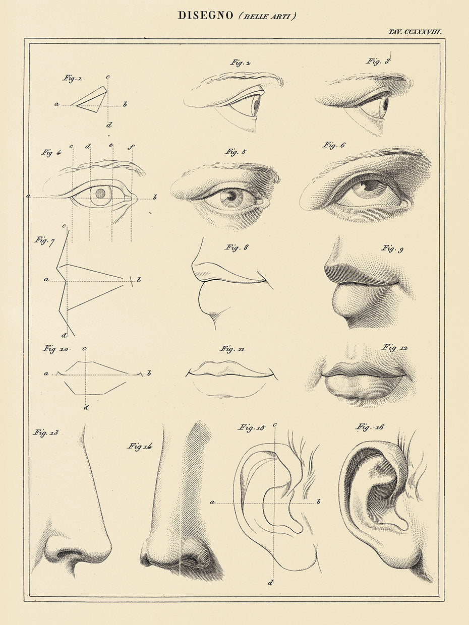 Face Chart