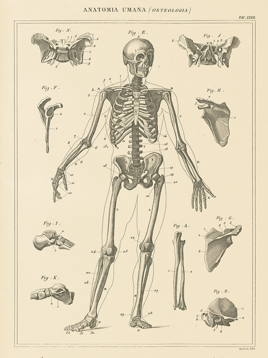 Skeleton Chart