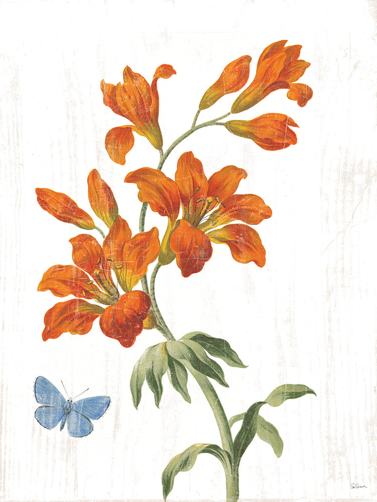 White Barn Flowers VII