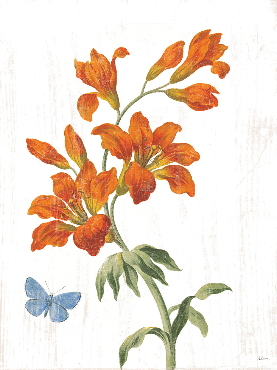 White Barn Flowers VII